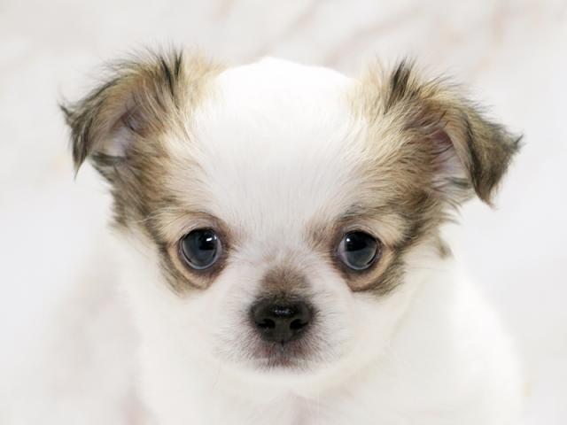 ����å�����Ⱦܺ٥ǡ����������ޤ���