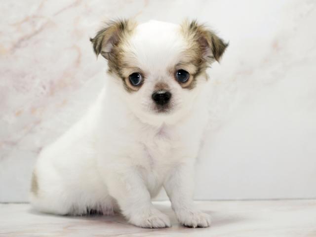 ����ͥ���2