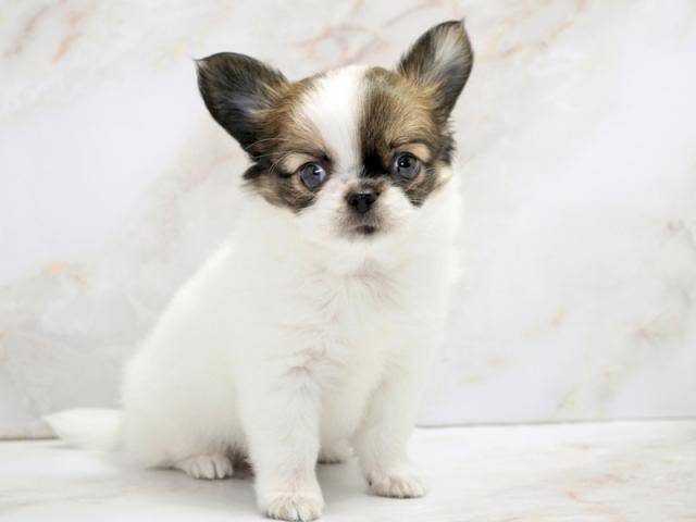 ����ͥ���2