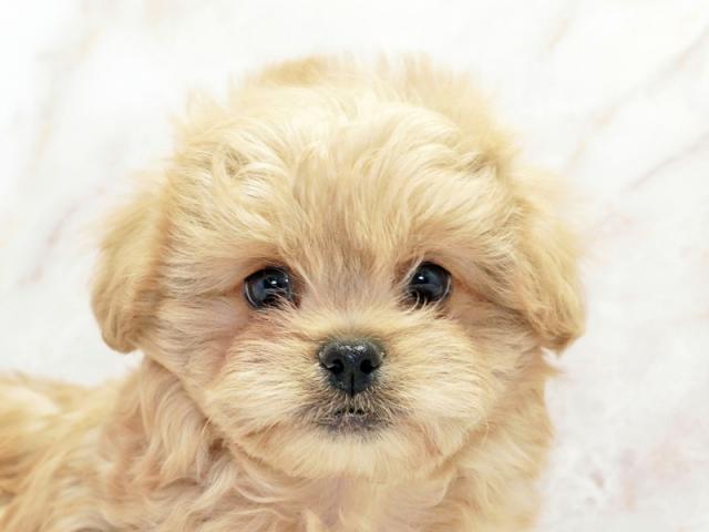 ����å�����Ⱦܺ٥ǡ����������ޤ���