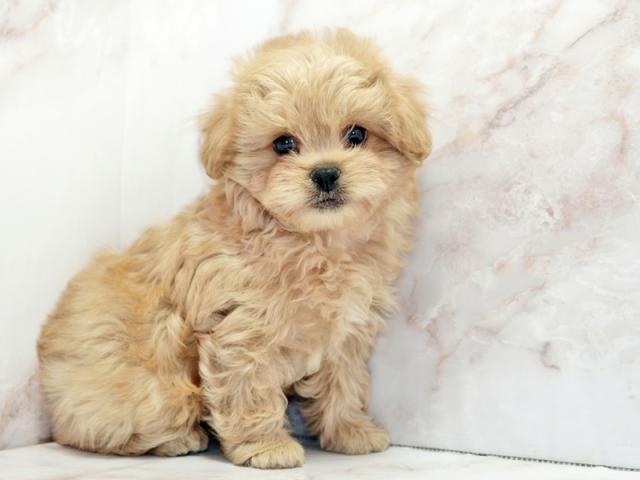 ����ͥ���2