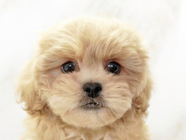 ����å�����Ⱦܺ٥ǡ����������ޤ���