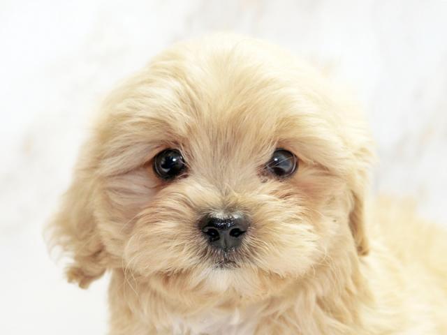 ����å�����Ⱦܺ٥ǡ����������ޤ���