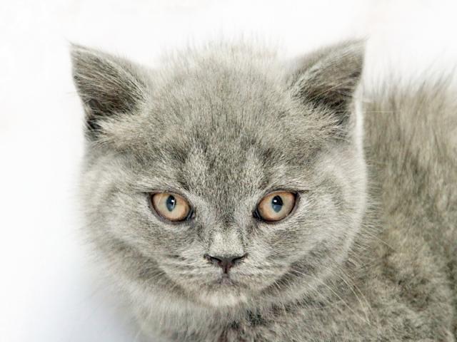 ����å�����Ⱦܺ٥ǡ����������ޤ���