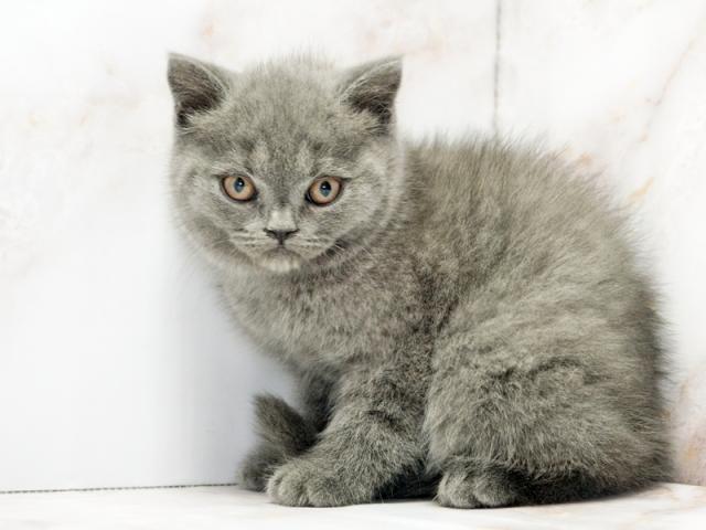 ����ͥ���2