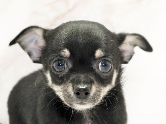 ����å�����Ⱦܺ٥ǡ����������ޤ���