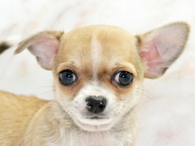 ����å�����Ⱦܺ٥ǡ����������ޤ���