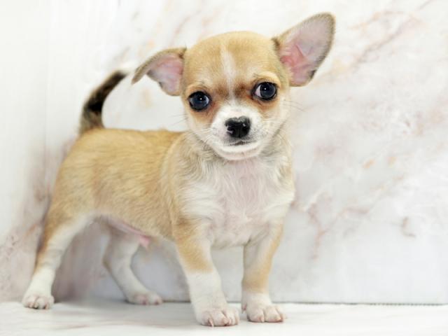 ����ͥ���2