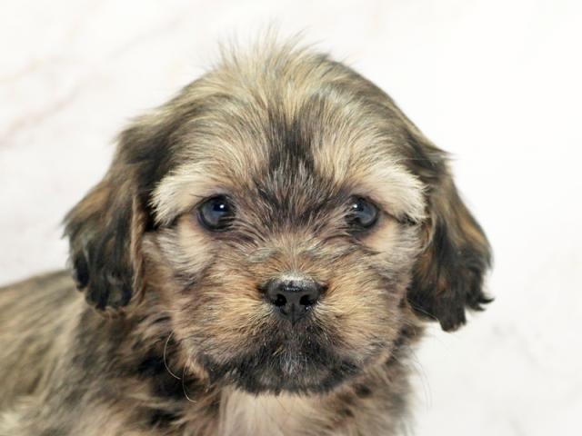 ����å�����Ⱦܺ٥ǡ����������ޤ���