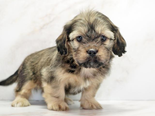 ����ͥ���2