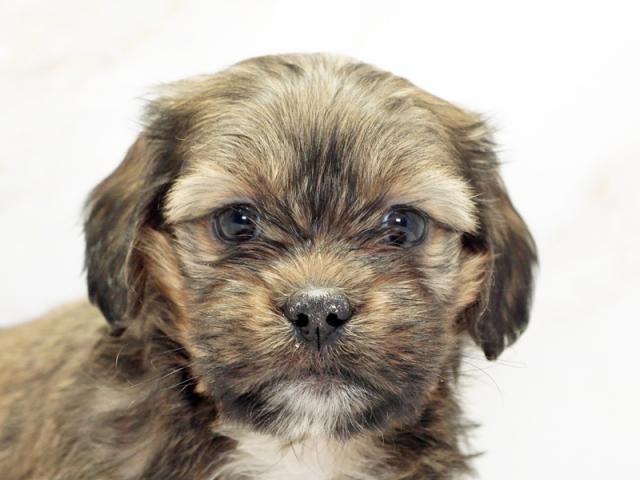 ����å�����Ⱦܺ٥ǡ����������ޤ���