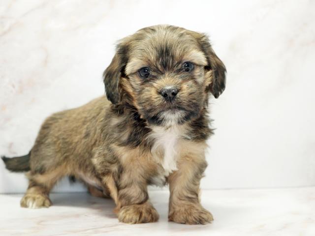 ����ͥ���2