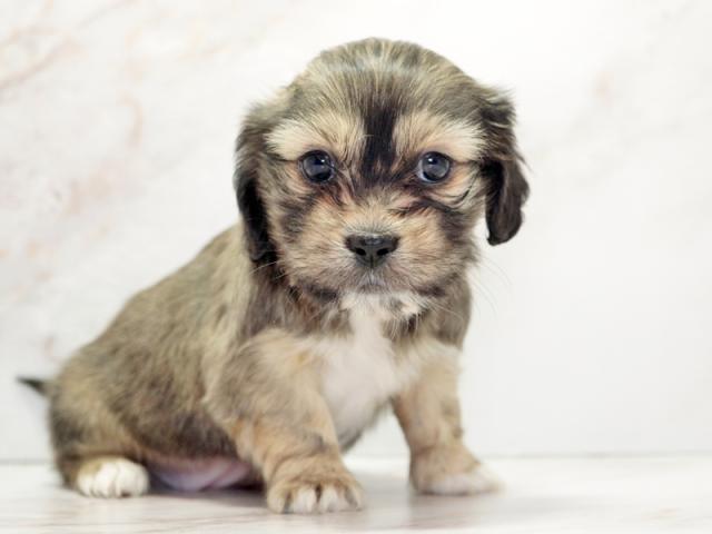 ����ͥ���2