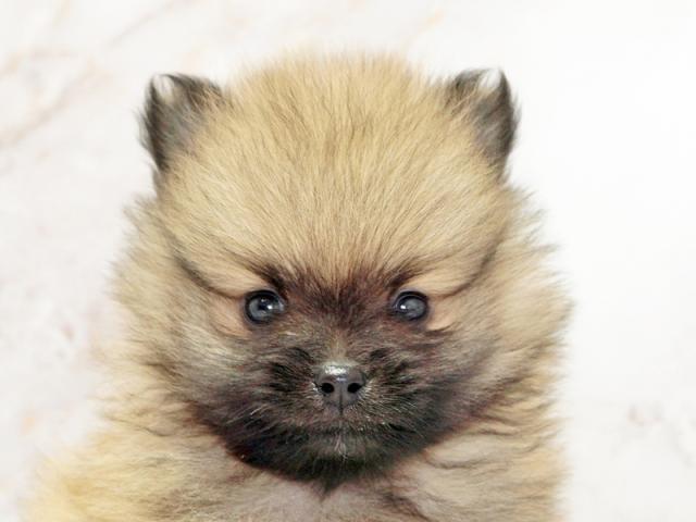 ����å�����Ⱦܺ٥ǡ����������ޤ���