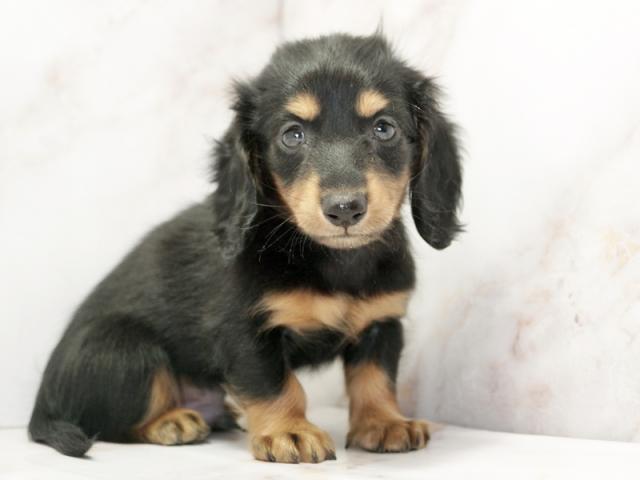 ����ͥ���2