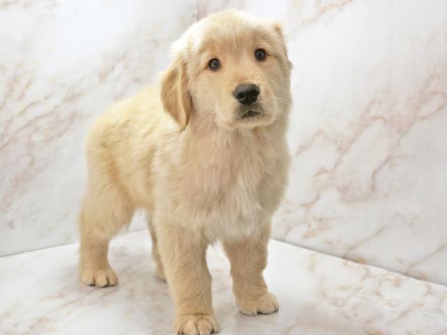 ����ͥ���2