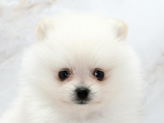 ����å�����Ⱦܺ٥ǡ����������ޤ���