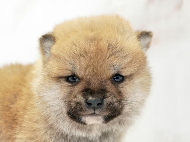 ����å�����Ⱦܺ٥ǡ����������ޤ���