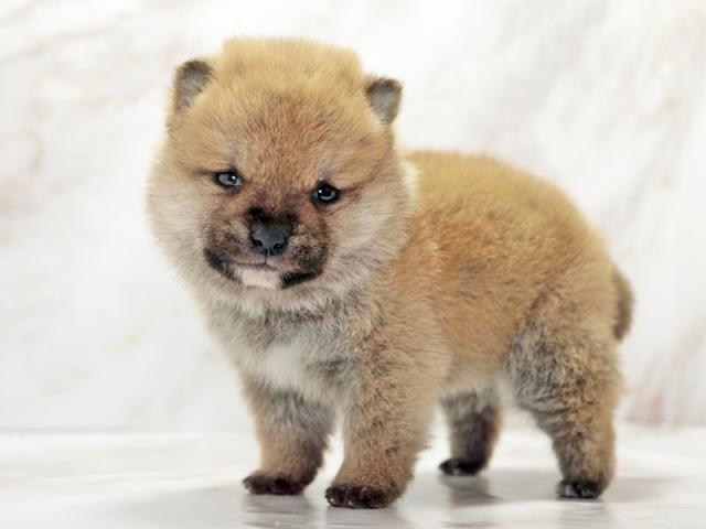 ����ͥ���2