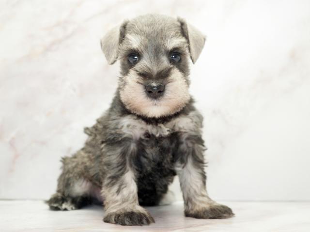 ����ͥ���2