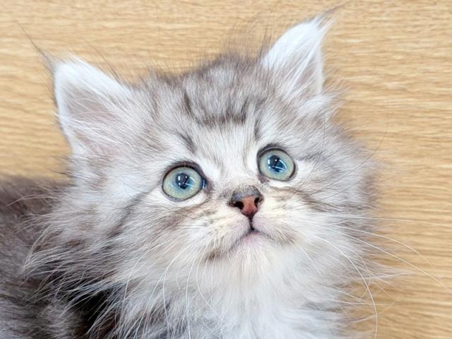 ����å�����Ⱦܺ٥ǡ����������ޤ���