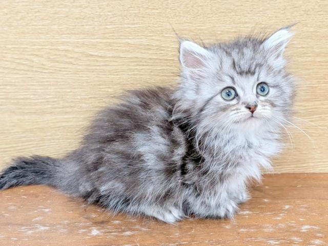 ����ͥ���2