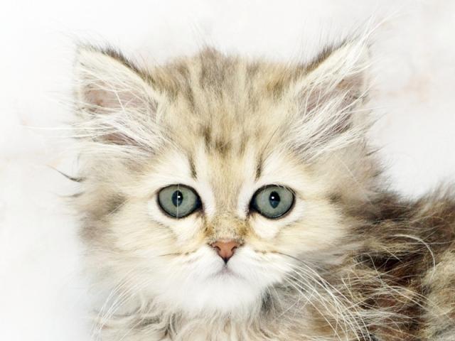 ����å�����Ⱦܺ٥ǡ����������ޤ���