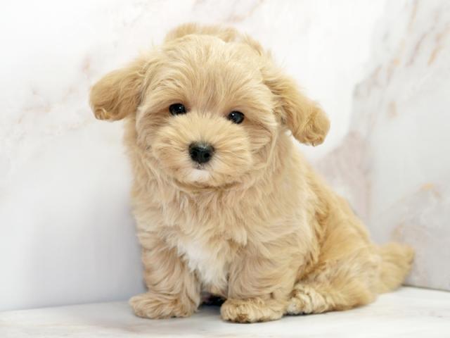 ����ͥ���2