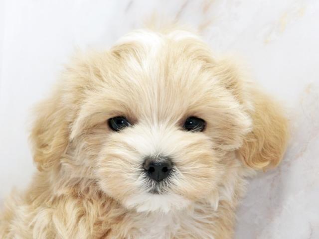 ����å�����Ⱦܺ٥ǡ����������ޤ���