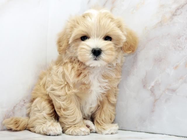 ����ͥ���2