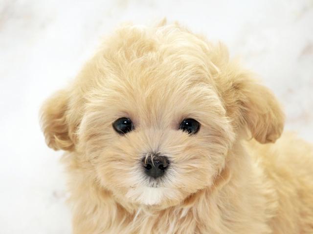 ����å�����Ⱦܺ٥ǡ����������ޤ���