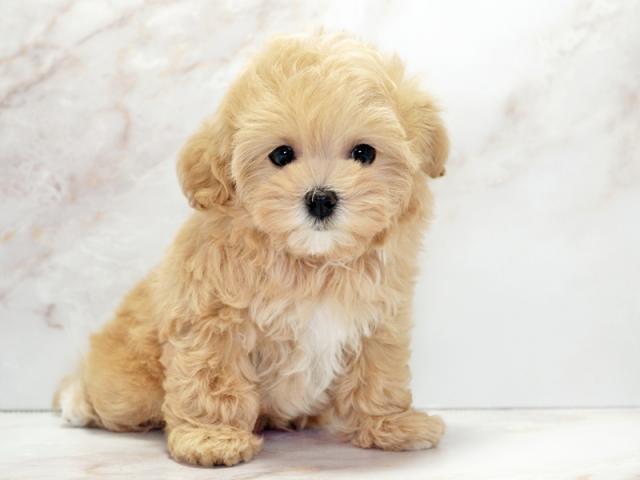 ����ͥ���2