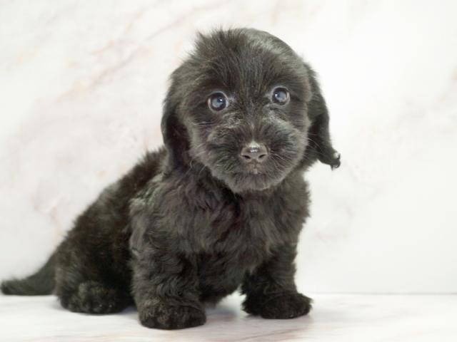 ����ͥ���2