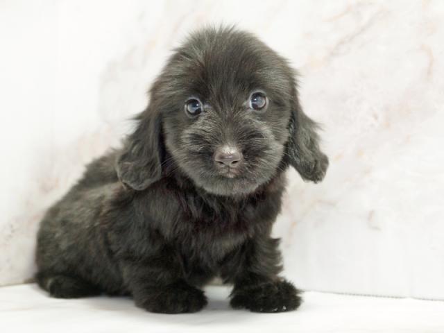 ����ͥ���2