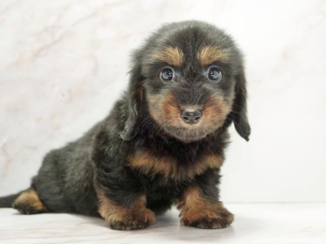 ����ͥ���2