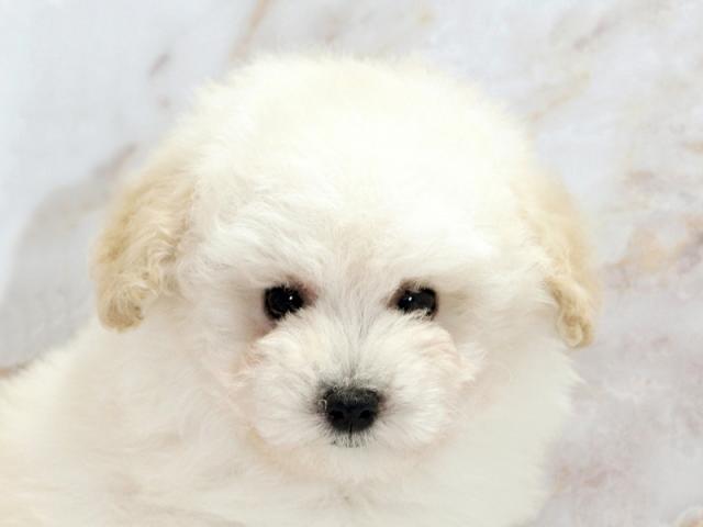 ����å�����Ⱦܺ٥ǡ����������ޤ���