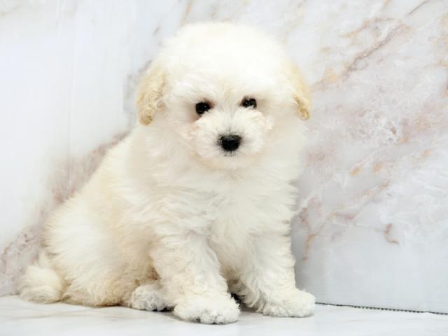 ����ͥ���2