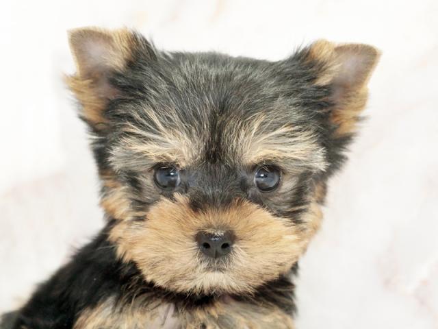 ����å�����Ⱦܺ٥ǡ����������ޤ���