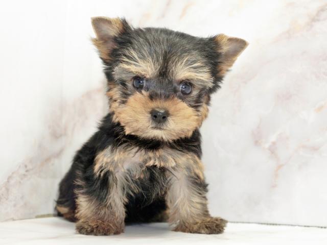 ����ͥ���2