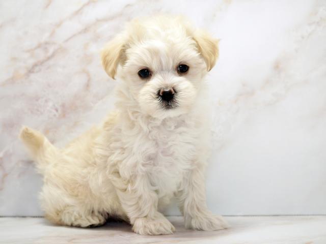 ����ͥ���2