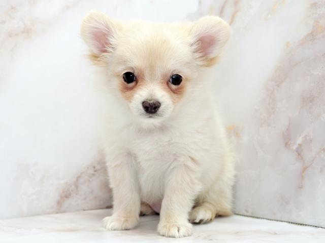 ����ͥ���2