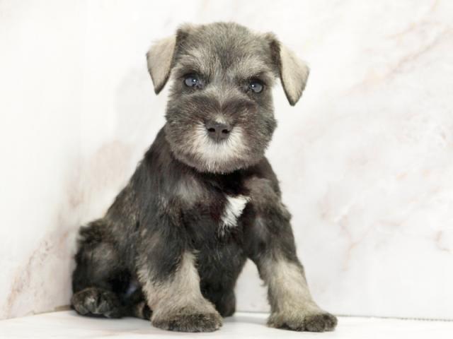 ����ͥ���2