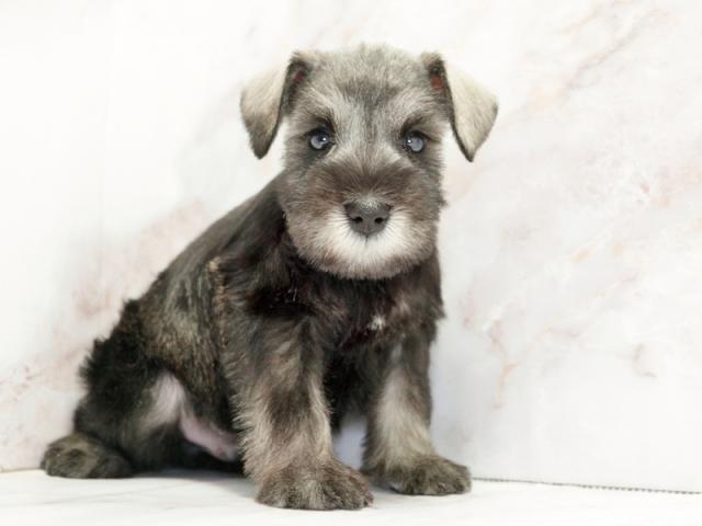 ����ͥ���2