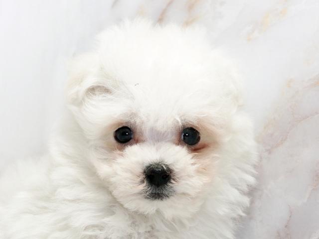 ����å�����Ⱦܺ٥ǡ����������ޤ���