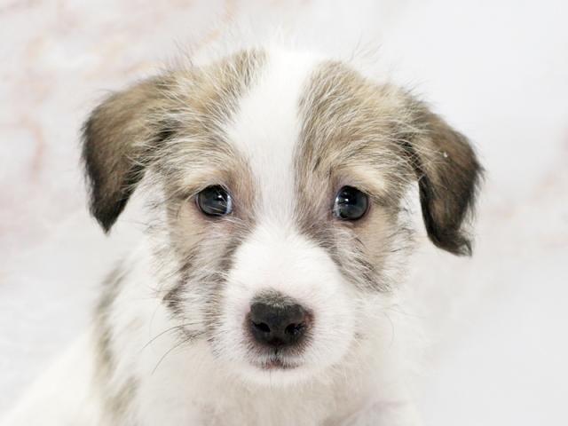 ����å�����Ⱦܺ٥ǡ����������ޤ���