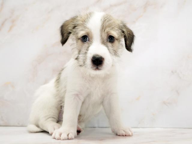 ����ͥ���2