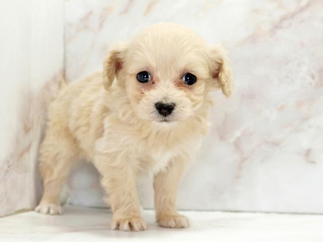 ����ͥ���2