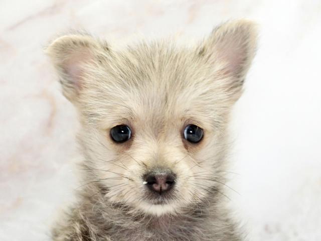 ����å�����Ⱦܺ٥ǡ����������ޤ���