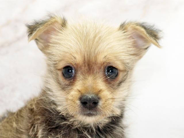 ����å�����Ⱦܺ٥ǡ����������ޤ���