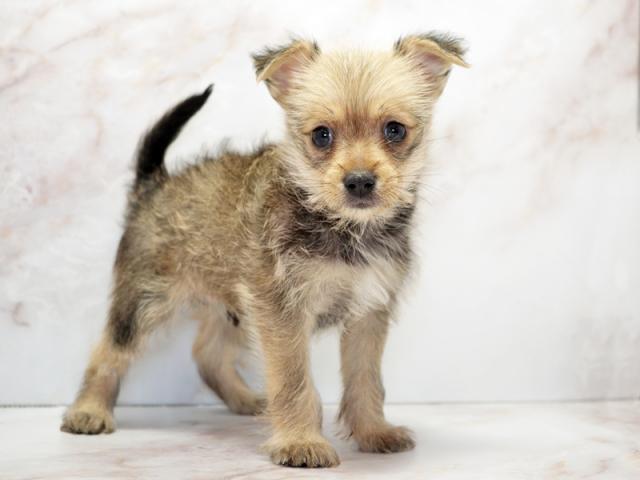 ����ͥ���2